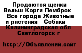 Продаются щенки Вельш Корги Пемброк  - Все города Животные и растения » Собаки   . Калининградская обл.,Светлогорск г.